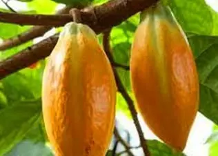 mitolyn buy Theobroma cacao ingredient