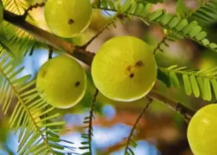 mitolyn supplement amla ingredient