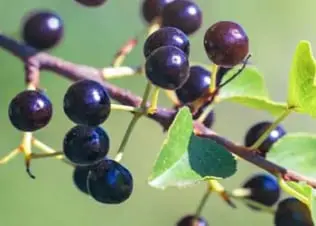 mitolyn supplement maqui berry ingredient
